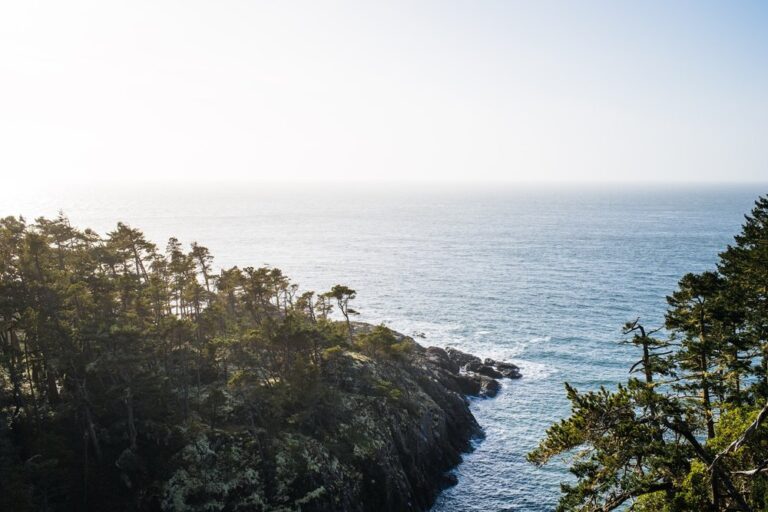 A serene view of a rugged coastline with dense forest leading down to a rocky shore under a clear sky.